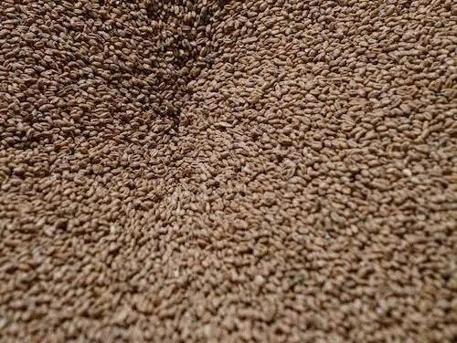 how many grains in a pound