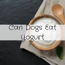 can dogs eat yogurt