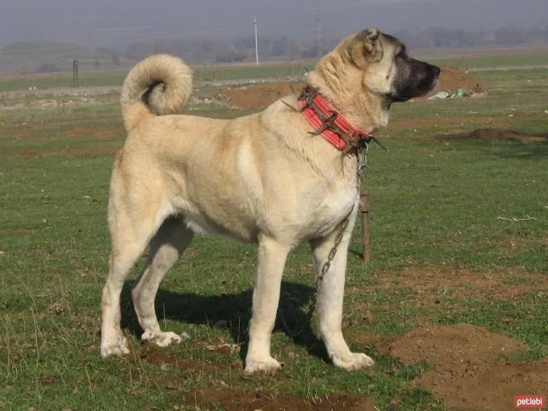 kangal dog price