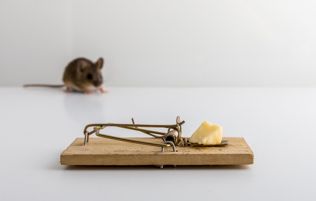 best bait for mouse traps