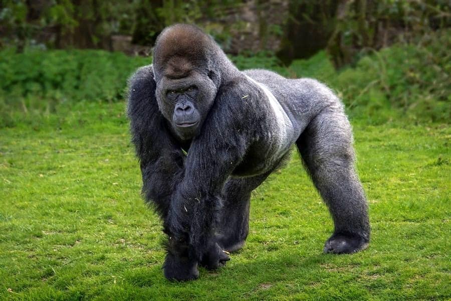 how much can a gorilla lift