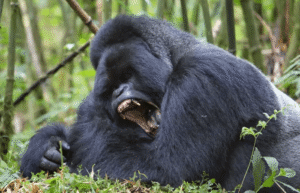 How Much Can a Gorilla Lift? 9 Astonishing Strength Facts